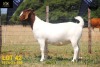 LOT 42 1X BOER GOAT STUD DOE COLLEN BOERDERY - 2