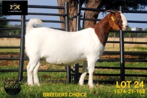 BREEDERS' CHOICE - LOT 24 1X BOER GOAT STUD PREGNANT DOE COLLEN BOERDERY