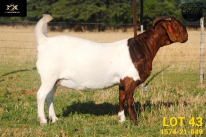 LOT 43 1X BOER GOAT FLOCK PREGNANT DOE COLLEN BOERDERY