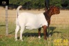 LOT 43 1X BOER GOAT FLOCK PREGNANT DOE COLLEN BOERDERY - 2