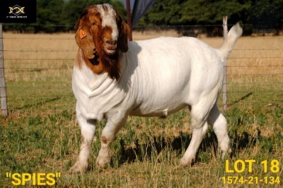 LOT 18 1X BOER GOAT FLOCK BUCK COLLEN BOERDERY