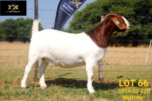 LOT 66 1X BOER GOAT FLOCK DOE COLLEN BOERDERY