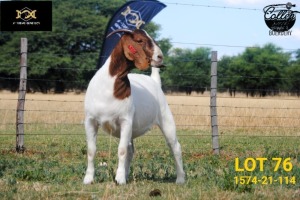 LOT 76 1X BOER GOAT STUD PREGNANT DOE COLLEN BOERDERY