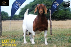 LOT 77 1X BOER GOAT FLOCK PREGNANT DOE COLLEN BOERDERY