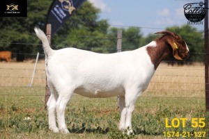 LOT 55 1X BOER GOAT STUD PREGNANT DOE COLLEN BOERDERY