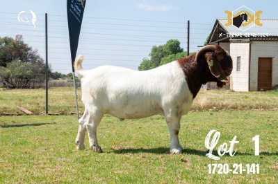 LOT 1 1X BOER GOAT FLOCK BUCK JOUBERT HORN BOERBOK STOET