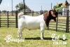 BREEDERS' CHOICE - LOT 5 1X BOER GOAT FLOCK BUCK JOUBERT HORN BOERBOK STOET