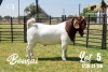 BREEDERS' CHOICE - LOT 5 1X BOER GOAT FLOCK BUCK JOUBERT HORN BOERBOK STOET - 2