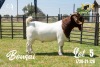 BREEDERS' CHOICE - LOT 5 1X BOER GOAT FLOCK BUCK JOUBERT HORN BOERBOK STOET - 3