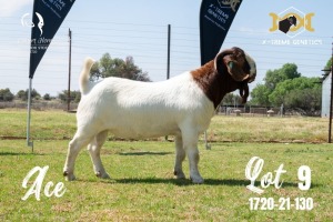 LOT 9 1X BOER GOAT STUD BUCK JOUBERT HORN BOERBOK STOET