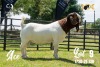 LOT 9 1X BOER GOAT STUD BUCK JOUBERT HORN BOERBOK STOET - 2