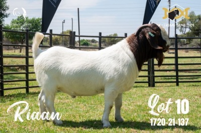 LOT 10 1X BOER GOAT STUD BUCK JOUBERT HORN BOERBOK STOET