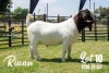 LOT 10 1X BOER GOAT STUD BUCK JOUBERT HORN BOERBOK STOET - 2