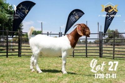 LOT 27 1X BOER GOAT STUD DOE JOUBERT HORN BOERBOK STOET