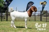 LOT 27 1X BOER GOAT STUD DOE JOUBERT HORN BOERBOK STOET - 2