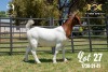 LOT 27 1X BOER GOAT STUD DOE JOUBERT HORN BOERBOK STOET - 3