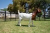 BREEDERS' CHOICE - LOT 23 1X BOER GOAT STUD PREGNANT DOE JOUBERT HORN BOERBOK STOET