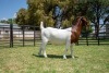 BREEDERS' CHOICE - LOT 23 1X BOER GOAT STUD PREGNANT DOE JOUBERT HORN BOERBOK STOET - 2