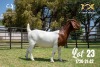 BREEDERS' CHOICE - LOT 23 1X BOER GOAT STUD PREGNANT DOE JOUBERT HORN BOERBOK STOET - 3