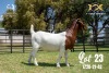 BREEDERS' CHOICE - LOT 23 1X BOER GOAT STUD PREGNANT DOE JOUBERT HORN BOERBOK STOET - 4