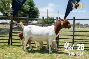 LOT 28 1X BOER GOAT FLOCK DOE JOUBERT HORN BOERBOK STOET