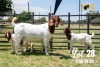 LOT 28 1X BOER GOAT FLOCK DOE JOUBERT HORN BOERBOK STOET - 2