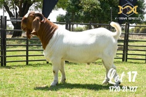 LOT 17 1X BOER GOAT FLOCK BUCK JOUBERT HORN BOERBOK STOET