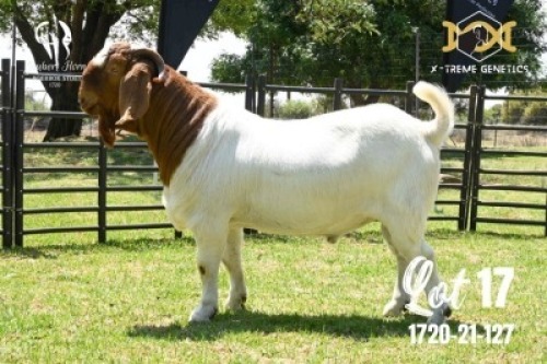 LOT 17 1X BOER GOAT FLOCK BUCK JOUBERT HORN BOERBOK STOET