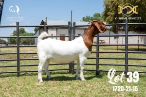 LOT 39 1X BOER GOAT FLOCK DOE JOUBERT HORN BOERBOK STOET