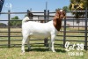 LOT 39 1X BOER GOAT FLOCK DOE JOUBERT HORN BOERBOK STOET - 2