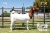 LOT 39 1X BOER GOAT FLOCK DOE JOUBERT HORN BOERBOK STOET - 3