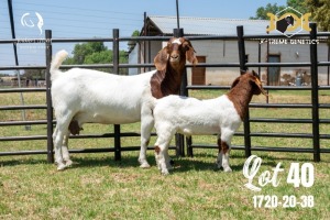 LOT 40 1X BOER GOAT FLOCK DOE JOUBERT HORN BOERBOK STOET