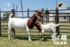 LOT 40 1X BOER GOAT FLOCK DOE JOUBERT HORN BOERBOK STOET - 2