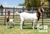 LOT 29 1X BOER GOAT FLOCK DOE JOUBERT HORN BOERBOK STOET