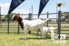 LOT 29 1X BOER GOAT FLOCK DOE JOUBERT HORN BOERBOK STOET - 2