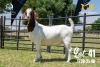 LOT 41 1X BOER GOAT STUD DOE JOUBERT HORN BOERBOK STOET