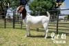 LOT 41 1X BOER GOAT STUD DOE JOUBERT HORN BOERBOK STOET - 2