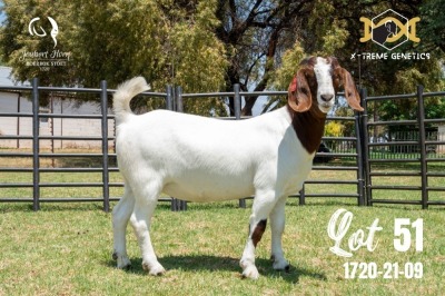 LOT 51 1X BOER GOAT FLOCK DOE JOUBERT HORN BOERBOK STOET