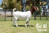 LOT 51 1X BOER GOAT FLOCK DOE JOUBERT HORN BOERBOK STOET - 2