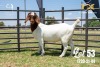 LOT 53 1X BOER GOAT STUD DOE JOUBERT HORN BOERBOK STOET