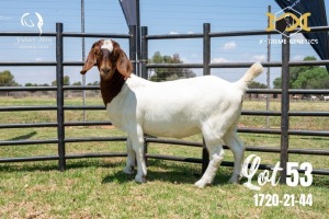 LOT 53 1X BOER GOAT STUD DOE JOUBERT HORN BOERBOK STOET