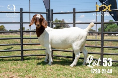 LOT 53 1X BOER GOAT STUD DOE JOUBERT HORN BOERBOK STOET