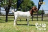 LOT 53 1X BOER GOAT STUD DOE JOUBERT HORN BOERBOK STOET - 2