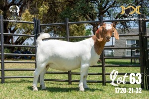 LOT 63 1X BOER GOAT FLOCK DOE JOUBERT HORN BOERBOK STOET