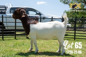 LOT 65 1X BOER GOAT FLOCK PREGNANT DOE JOUBERT HORN BOERBOK STOET