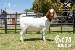 LOT 74 1X BOER GOAT FLOCK PREGNANT DOE JOUBERT HORN BOERBOK STOET