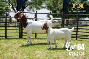 LOT 64 1X BOER GOAT STUD DOE JOUBERT HORN BOERBOK STOET