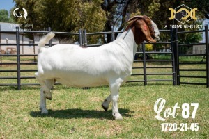 LOT 87 1X BOER GOAT FLOCK DOE JOUBERT HORN BOERBOK STOET