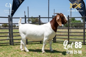 LOT 88 1X BOER GOAT FLOCK DOE JOUBERT HORN BOERBOK STOET