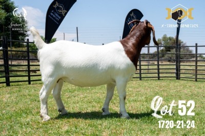 LOT 52 1X BOER GOAT STUD DOE JOUBERT HORN BOERBOK STOET